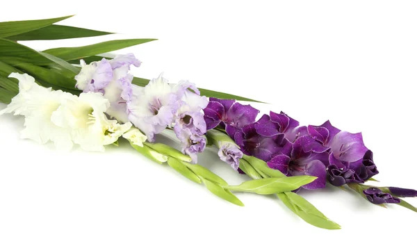 Beautiful gladiolus flower isolated on white — Stock Photo, Image