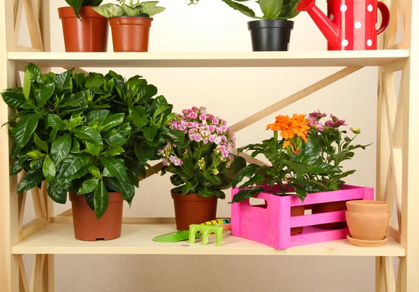 Lindas flores em vasos em prateleiras de madeira no quarto — Fotografia de Stock