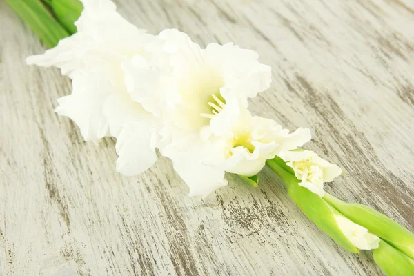 Красива квітка гладіолуса на дерев'яному фоні — стокове фото