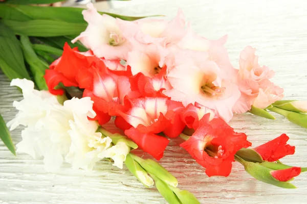 Belle fleur de gladiolus gros plan — Photo