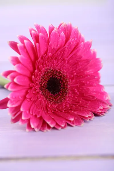 Vacker rosa gerbera blomma på lila träbord — Stockfoto