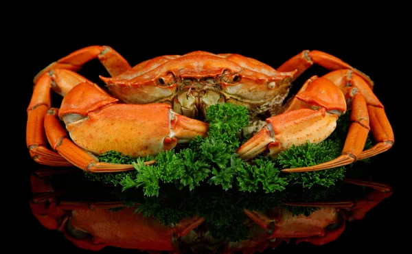 Boiled crab isolated on black — Stock Photo, Image