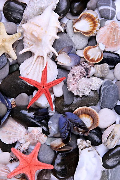 Close up de pedras marinhas e conchas — Fotografia de Stock