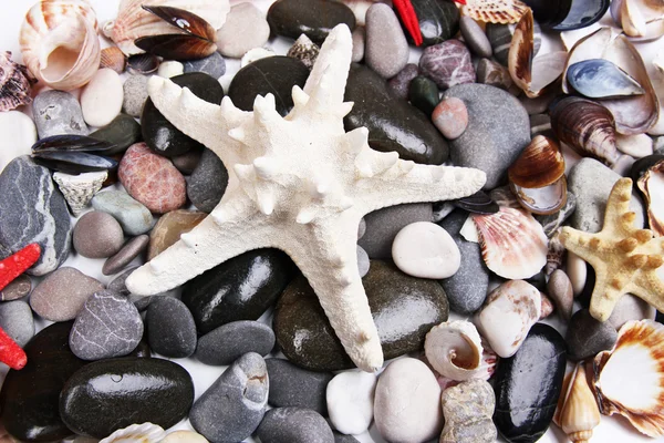 Nahaufnahme von Meeressteinen und Muscheln — Stockfoto
