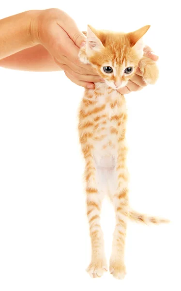 Cute little red kitten isolated on white — Stock Photo, Image