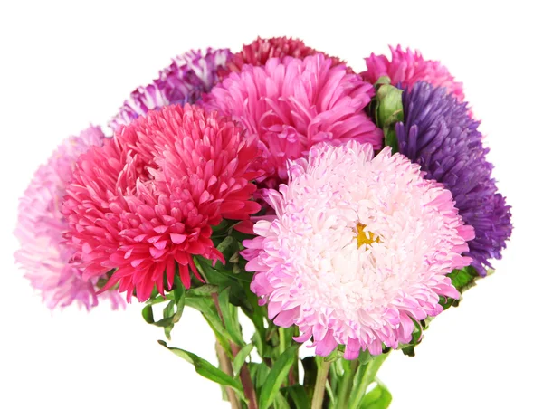 Heldere aster bloemen, geïsoleerd op wit — Stockfoto