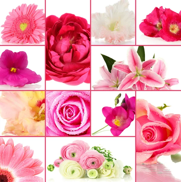 Collage de diferentes flores hermosas — Foto de Stock