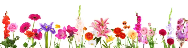 Hermosas flores aisladas en blanco —  Fotos de Stock