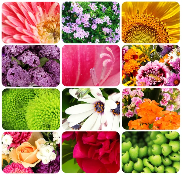 Collage de belles fleurs — Photo