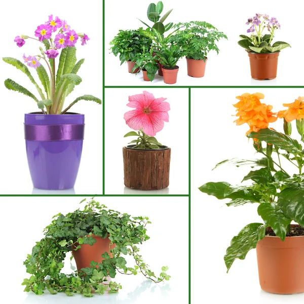 Kolase berbagai bunga dalam pot bunga — Stok Foto