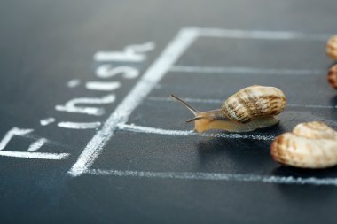 Racing snails close-up clipart