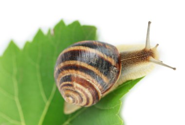 salyangoz üzerinde beyaz izole yaprak üzerinde