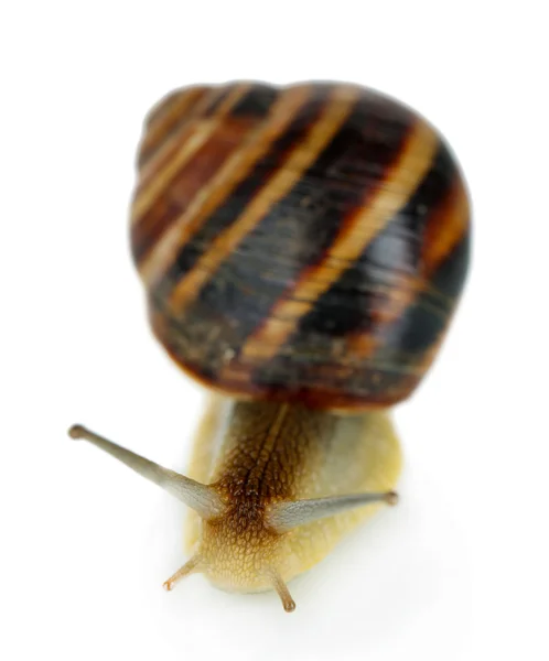 Caracol isolado em branco — Fotografia de Stock