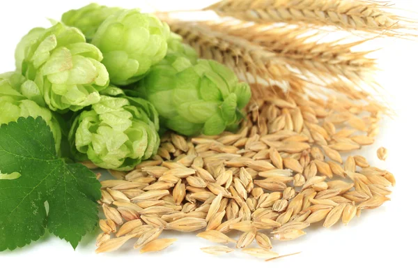 Fresh green hops and barley, isolated on white — Stock Photo, Image