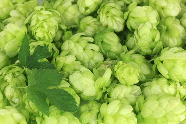 Fresh green hops, close up — Stock Photo, Image