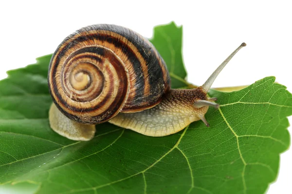 Escargot sur feuille gros plan — Photo