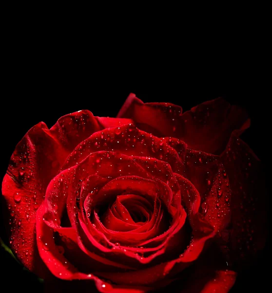 Vacker ros och färg tyg, isolerade på svart — Stockfoto