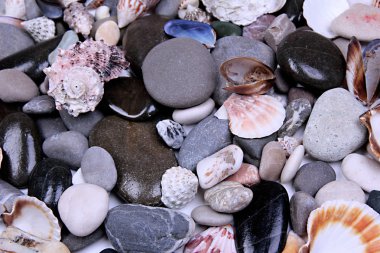 Close-up van zee stenen en schelpen