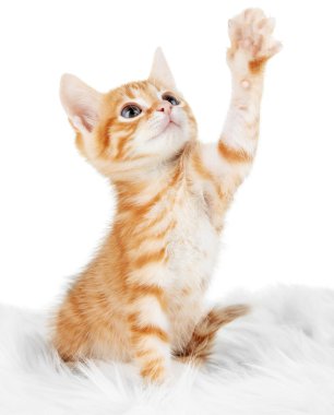 Sevimli küçük kırmızı kedi yavrusu beyazda soyutlanmış.