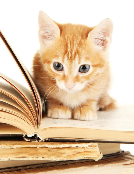 Niedliche kleine rote Kätzchen und Bücher isoliert auf weiß — Stockfoto