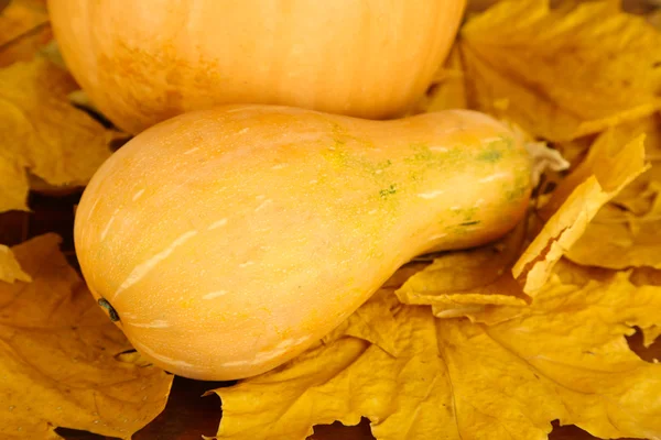 Ripe pumpkins on yellow autumn leaves close-up Stock Picture