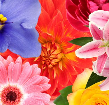 farklı güzel çiçekler