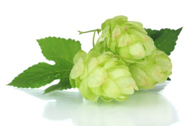 Fresh green hops, isolated on white