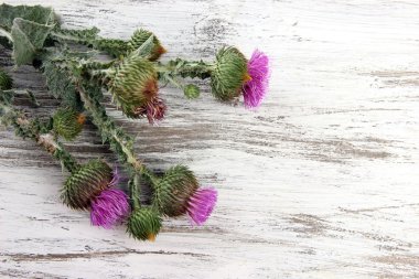 Thistle çiçek ahşap zemin üzerinde