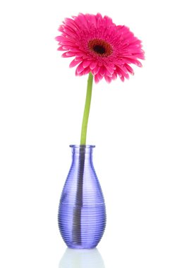güzel pembe gerbera çiçek Vazoda beyaz izole