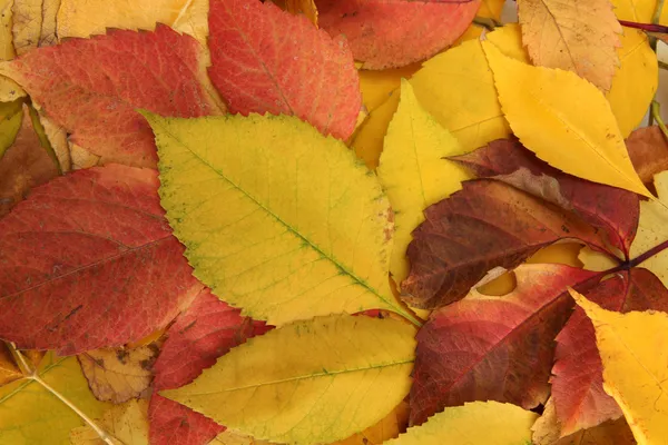 Bright autumn leaves, close up — Stock Photo, Image