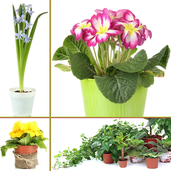 Collage van verschillende bloemen in bloempotten — Stockfoto
