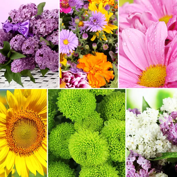 Collage of beautiful flowers — Stock Photo, Image