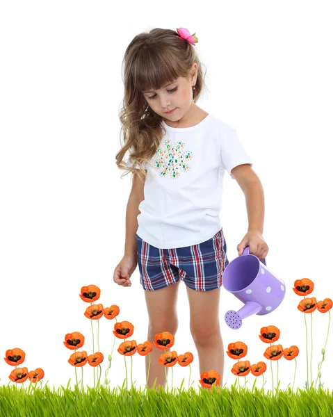Little girl watering beautiful poppies isolated on white — Stock Photo, Image