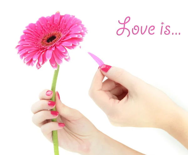 Mujer manos conjeturas en gerbera rosa, aislado en blanco — Foto de Stock