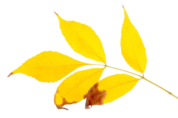 Jasny jesień liści, na białym tle — Zdjęcie stockowe