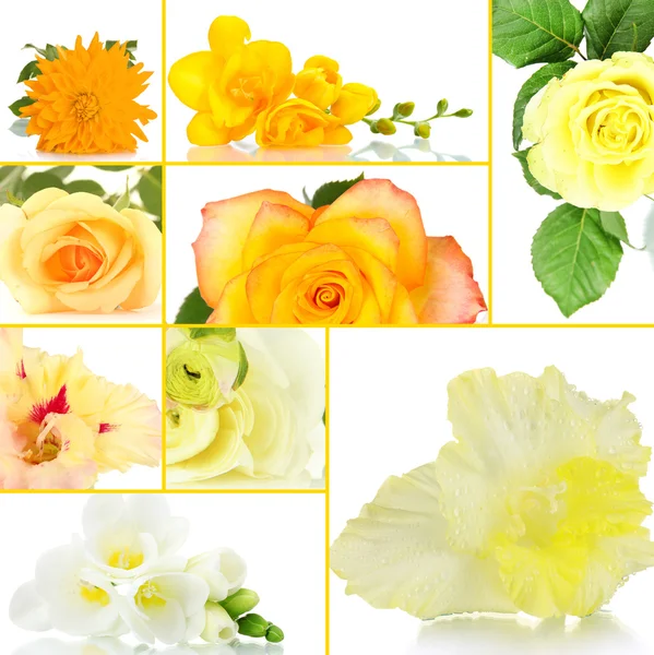 Collage de différentes belles fleurs — Photo