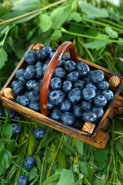 在草地上的木制篮子里的蓝莓 — 图库照片