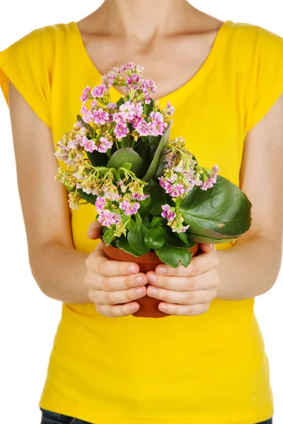 화이트에 고립 된 소녀의 손에 냄비에 아름 다운 꽃 — 스톡 사진