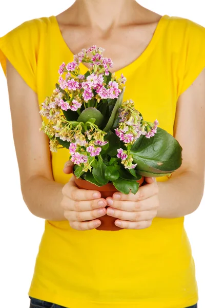 Beautiful flower in pot in hands of girl isolated on white — Stock Photo, Image