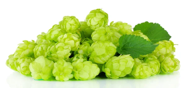 Fresh green hops, isolated on white — Stock Photo, Image