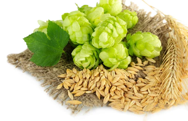 Fresh green hops and barley, isolated on white — Stock Photo, Image