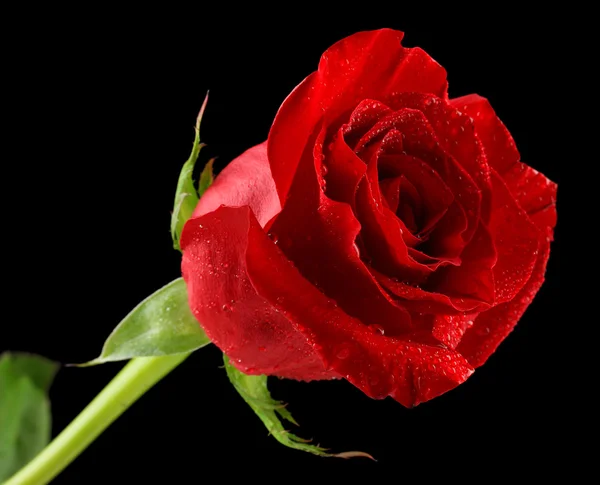 Szép rózsa és a színes szövet, elszigetelt fekete — Stock Fotó