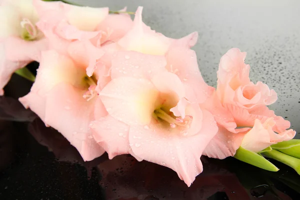 Bela flor gladiolus no fundo preto — Fotografia de Stock