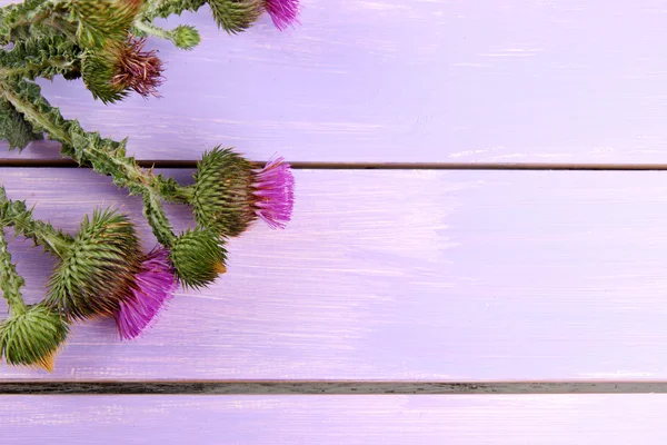 Flores de cardo em fundo de madeira — Fotografia de Stock