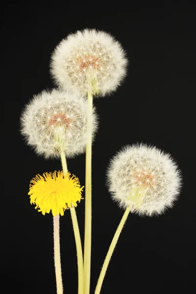 Paardebloemen op zwarte achtergrond — Stockfoto