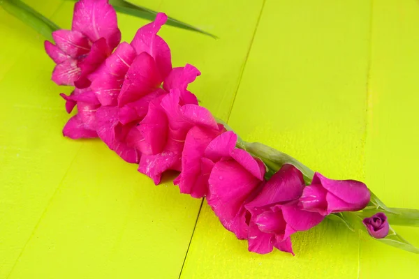 Mooie gladiolen bloem op houten achtergrond — Stockfoto
