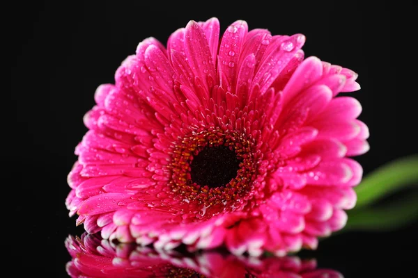 Krásný růžový gerbera květina na černém pozadí — Stock fotografie