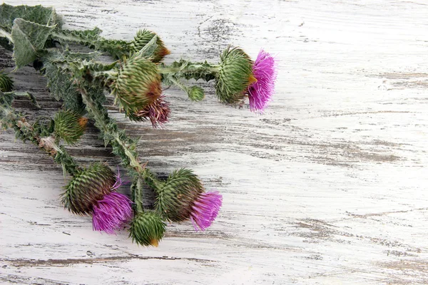 Flores de cardo sobre fondo de madera — Foto de Stock