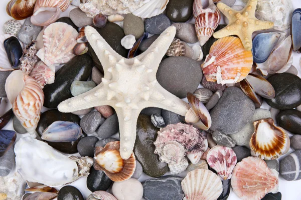 Nahaufnahme von Meeressteinen und Muscheln — Stockfoto