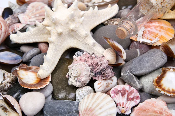 Close-up van zee stenen en schelpen — Stockfoto